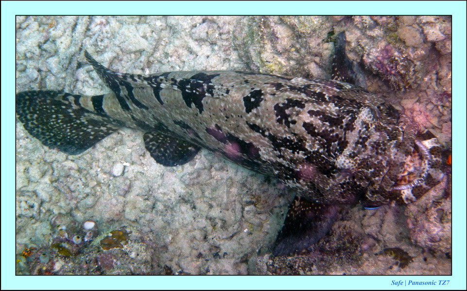 2009    07   Kapalai 18